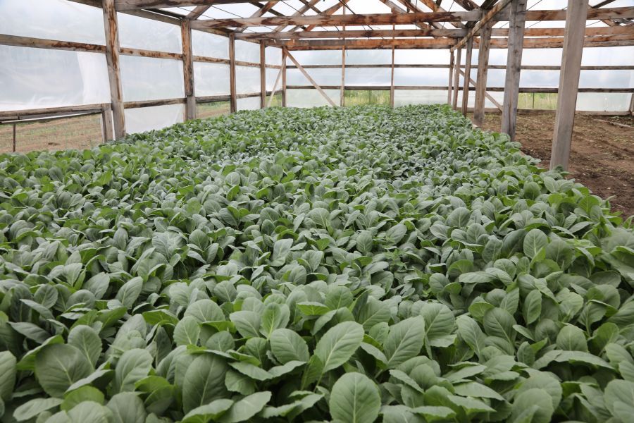 Самозанятым владельцам личных подворий края предлагают до 2 млн рублей на развитие картофеле- и овощеводства